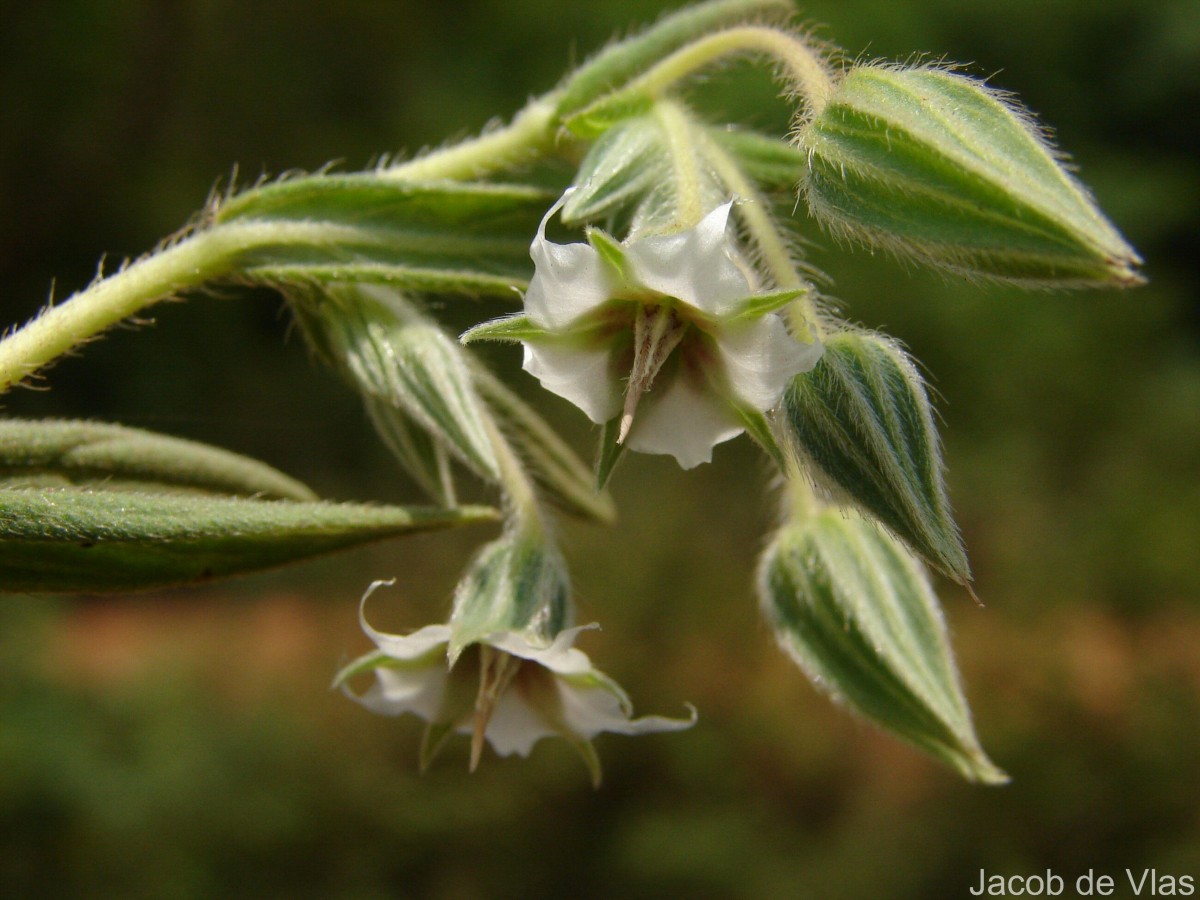 Trichodesma zeylanicum (Burm.f.) R.Br.